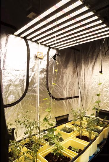 Quantum Board 300W/400W/600W/700W/800W/900W/1000W/1200W LED Grow Light Full Spectrum para plantas de interior